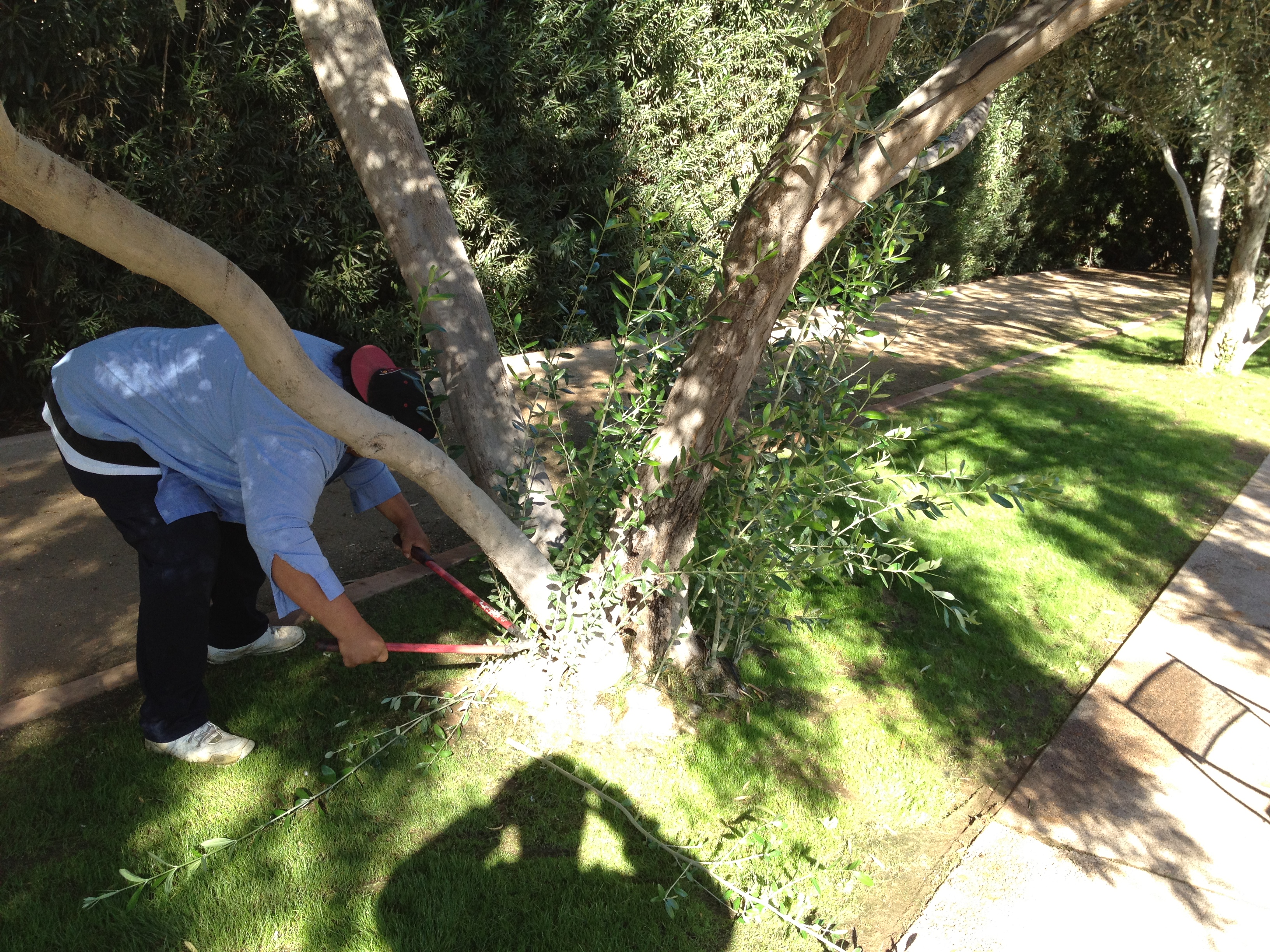 LANDSCAPING